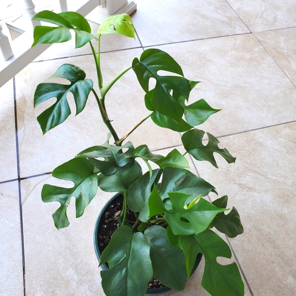 SOLD Rhaphidophora Tetrasperma | 5.5" pot - Picture 9 of 10